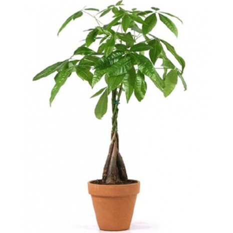 send braided money tree to philippines